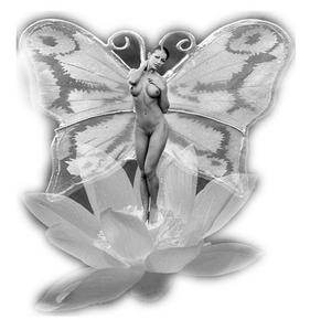 PAPILLONS
